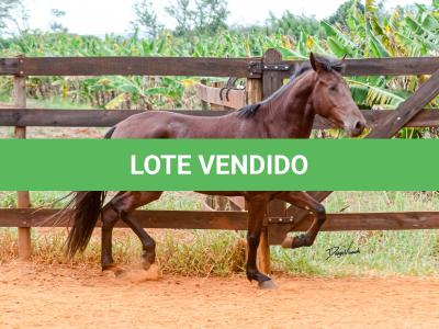 LOTE 016 - BADOKE DA NOVA TRADIÇÃO