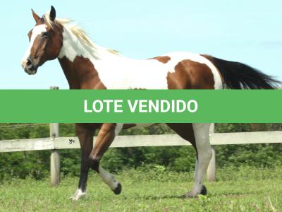 LOTE 018 - ESSENCE BAR FANCY - TE