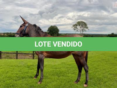 LOTE 004 - CATARINA