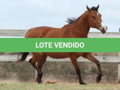 LOTE 008 - WV CASH MAN EAS