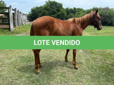 LOTE 007 - REY MAGIC ABRA CI