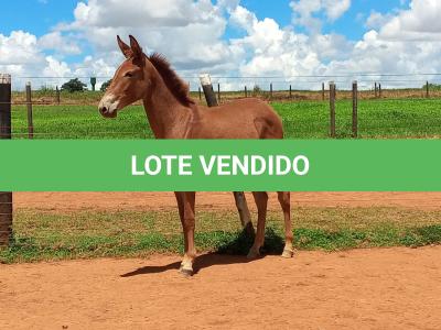 LOTE 006 - MALBEC