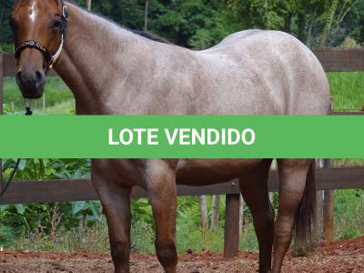 LOTE 018 - PEROLA MISTERCAT CDA