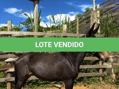 LOTE 008 - CUBANITA DO BANDEIRA