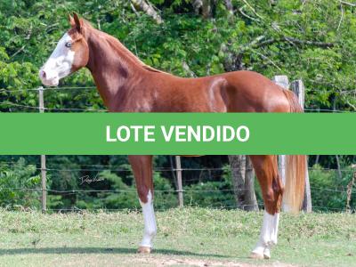 LOTE 003 - GUN MJ BOY Z