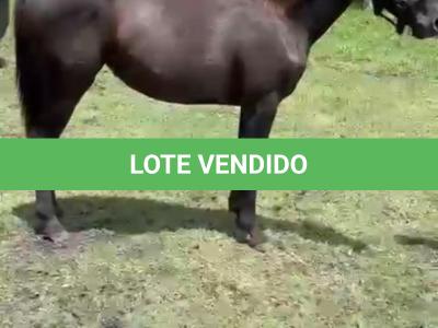 LOTE 006 - REY QUESTION