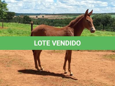 LOTE 006 - MALBEC