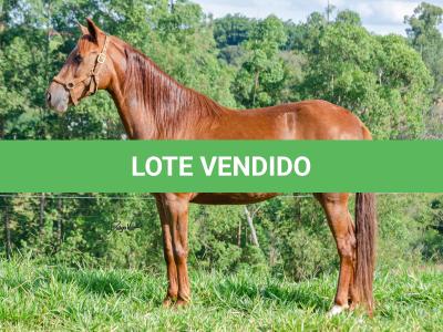 LOTE 018 - KKKK RESGATE DA TRADIÇÃO