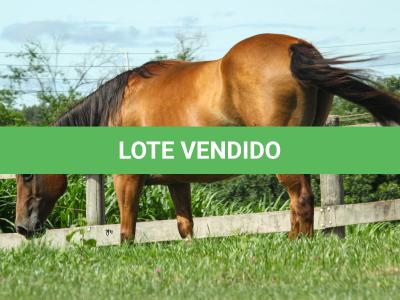 LOTE 007 - PLAY DONNA DOC JA