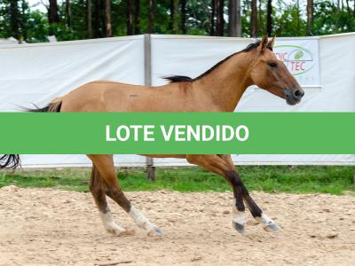 LOTE 009 - ESMERALDA ESM DA PPMP