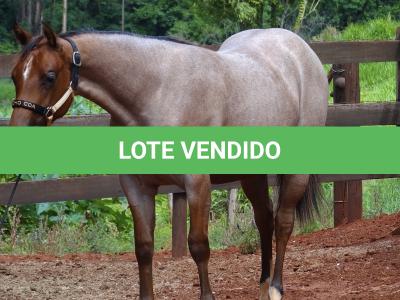 LOTE 018 - PEROLA MISTERCAT CDA