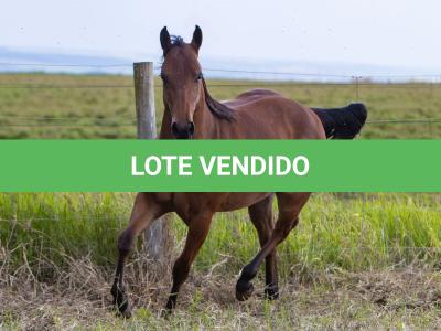 LOTE 012 - GUAPO BEE LENA
