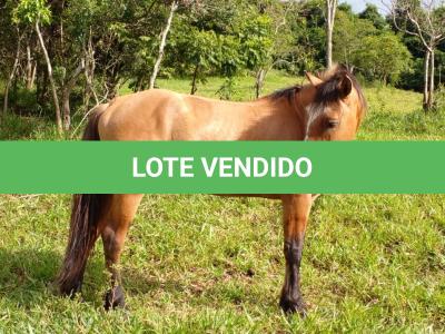 LOTE 014 - BARUK