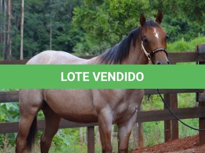 LOTE 018 - PEROLA MISTERCAT CDA