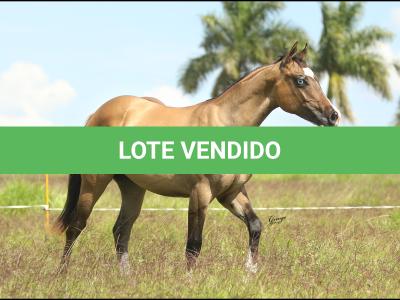 LOTE 025 - MAJOR DUN’IT MIME