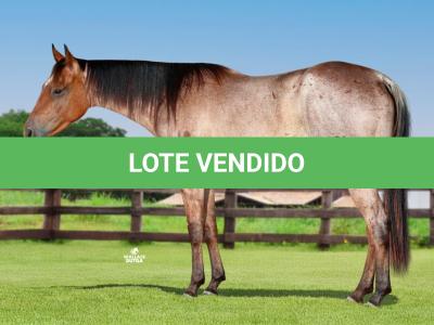 LOTE 002 - SAFIRA DO HANCOCK