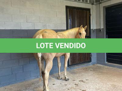 LOTE 008 - DUQUESA SIX EMZ