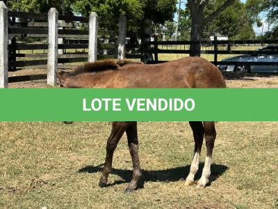 LOTE 017 - LIZ HICKORY DPLC
