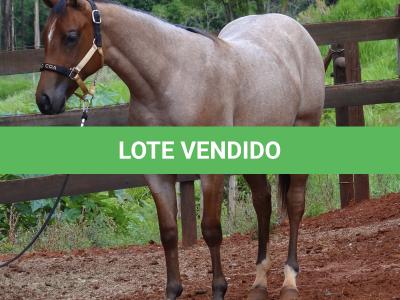 LOTE 018 - PEROLA MISTERCAT CDA
