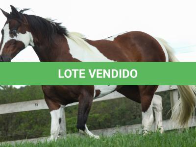 LOTE 017 - CHIVAS DO PICASSO EDA - TE