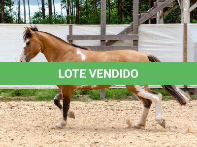 LOTE 008 - DEBOCHADA ESM DA PPMP
