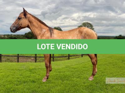 LOTE 011 - LADY