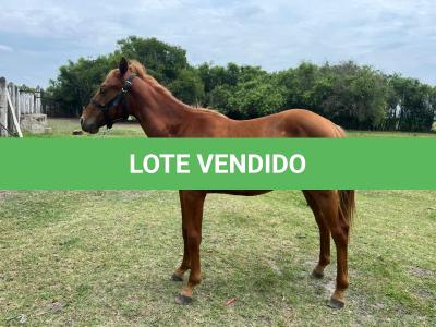 LOTE 007 - REY MAGIC ABRA CI
