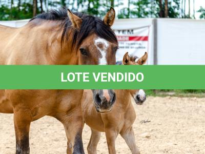 LOTE 006 - QUARESMA EMS (3x1)