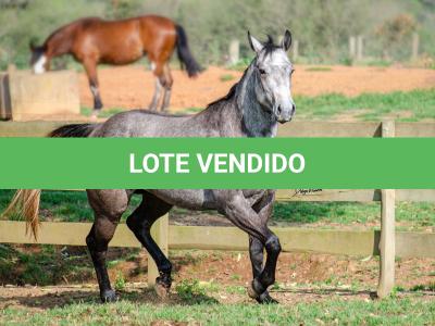 LOTE 007 - ALMA BEST GUN