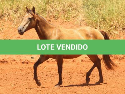 LOTE 007 - VERONICA CHICK OLENA