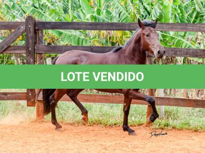 LOTE 016 - BADOKE DA NOVA TRADIÇÃO
