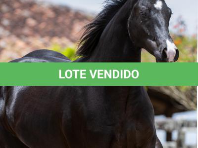 LOTE 008 - POSITIVO STEEL