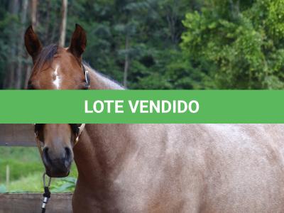 LOTE 018 - PEROLA MISTERCAT CDA