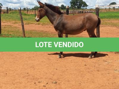 LOTE 007 - CONHAQUE