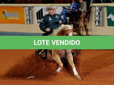 LOTE 001 - EMBRIÃO A EFETIVAR (BIG SHINER x ILP NEGRA FURACÃO)