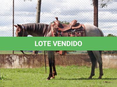LOTE 001 - INFINITA DA FLORESTA
