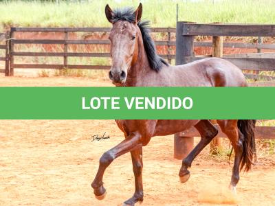 LOTE 016 - BADOKE DA NOVA TRADIÇÃO