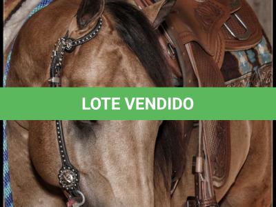 LOTE 011 - SHINERS JAY BELL LA