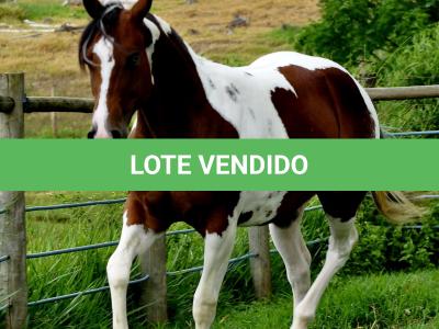 LOTE 003 - SARA CAT TARI MIME