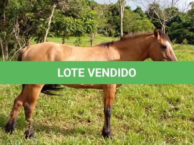 LOTE 014 - BARUK