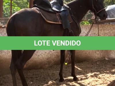 LOTE 001 - EMBRIÃO A EFETIVAR (BIG SHINER x ILP NEGRA FURACÃO)