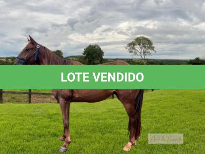LOTE 003 - ELEGANTE