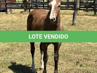 LOTE 017 - LIZ HICKORY DPLC