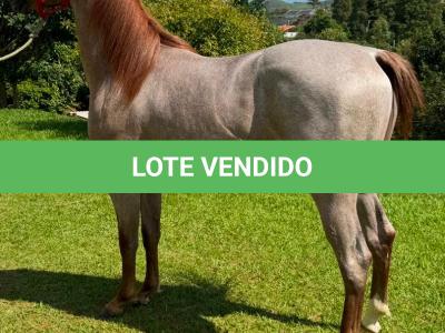 LOTE 012 - ODIN MOON FLY