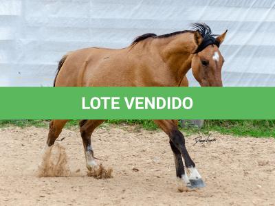 LOTE 009 - ESMERALDA ESM DA PPMP