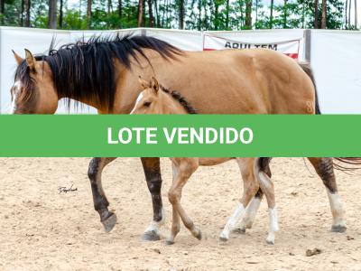 LOTE 006 - QUARESMA EMS (3x1)