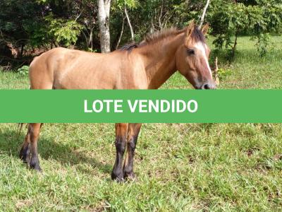 LOTE 014 - BARUK