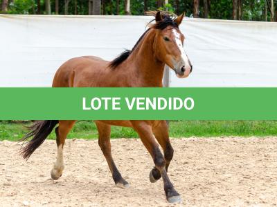 LOTE 010 - AMULETO ESM DA PPMP