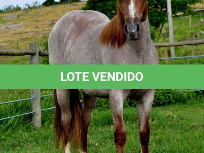 LOTE 005 - POP REY STAR MIME
