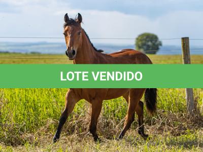 LOTE 004 - MISS PLAY DEE